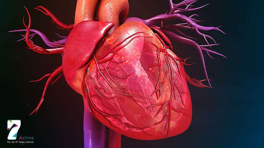 desktop wallpaper cardiology cardiologist