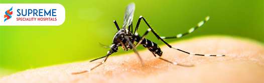dengue blog