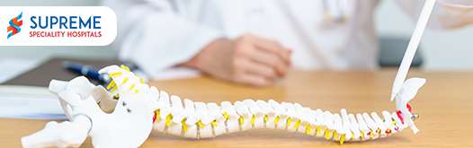 Evolution of the Human Spine Why Our 33 Vertebrae Make Us Unique blog